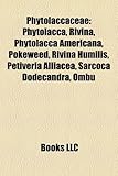 Phytolaccaceae: Phytolacca, Rivina, Phytolacca Americana, Pokeweed, Rivina Humilis, Petiveria Alliacea, Sarcoca Dodecandra, OMB-