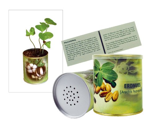 Greenhouse Erdnuss