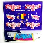 Menstrual Cycle Model Activity Set