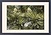 Framed Prints of ROG-12121 A Garden Yucca from Ardea Wildlife Pets