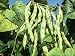 Pole Snap Beans Ripening on the Plant, 'Champagne' Photographic Poster Print by David Cavagnaro, 12x16
