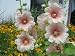 Indian Spring Hollyhock Seed. 100 Hollyhock Seeds in Each Packet with Free Shipping