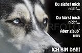 Metall-Warnschild Siberian, Sibirian Husky