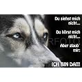 Metall-Warnschild Siberian, Sibirian Husky