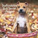 Staffordshire Bull Terrier Puppies 2007 Mini Calendar