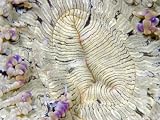 Commensal Shrimp on Beaded Sea Anemone, Malaysia Photographic Poster Print by David B. Fleetham, 24x18