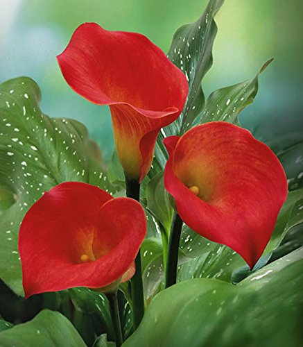 Calla Lily Bulbs, Radiation Absorption, 20 Bulbs (Calla No: 8)