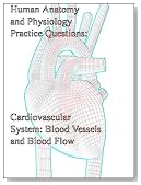 Human Anatomy and Physiology Practice Questions: Cardiovascular System: Blood Vessels and Blood Flow