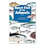 Sport Fish of the Atlantic