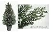 48" Artificial Snowy Glitter Potted Arborvitae Tree - Indoor/Outdoor #LCS-48