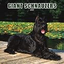 Giant Schnauzers 2007 Calendar