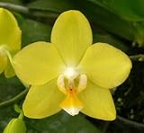 Phal. Brother Cassangold 'Surprise'