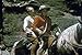 Search : Bob Steele Western Movies: Northwest Trail DVD (1945) Starring Bob Steele, Joan Woodbury, John Litel, Raymond Hatton, Madge Bellamy, Ian Keith, and George Meeker