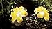 GARDMAN SOLAR POWERED DAHLIA FLOWER SPOT LIGHT GARDEN