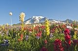 Wildflowers in Mount Rainier National Park - Washington, Mt Rainier National Park, Washington State, Usa - 72