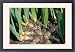 Framed Prints of ROG-3251 Iris - Rhizomes, swollen stems from Ardea Wildlife Pets