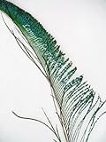 Long Natural Peacock Feather Swords, 30-40", Per 24