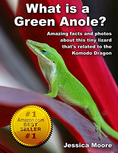 What is a Green Anole? - Amazing facts and photos about this tiny lizard that's related to the Komodo Dragon