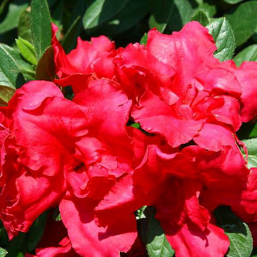 Red Bloom-A-Thon Everblooming Azalea - Ever Blooming - Proven Winners