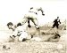 Ty Cobb Detroit Tigers Sliding 8x10 Photo
