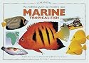 An Essential Guide to Choosing Your Marine Tropical Fish: A Detailed Survey of Over 60 Marine Fish Suitable for a First Collection (Tankmaster)