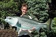 Giant Taxidermy Quality Striped Bass Game Fish 44 Inch