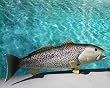 Taxidermy 20" Fiberglass Weakfish Wall Mount