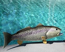 Taxidermy 20" Fiberglass Weakfish Wall Mount
