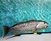 Taxidermy 20" Fiberglass Weakfish Wall Mount
