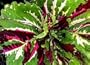 King Kong Coleus 10 Seeds -Indoors or Out- HUGE!