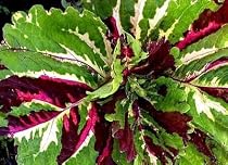 King Kong Coleus 10 Seeds -Indoors or Out- HUGE!