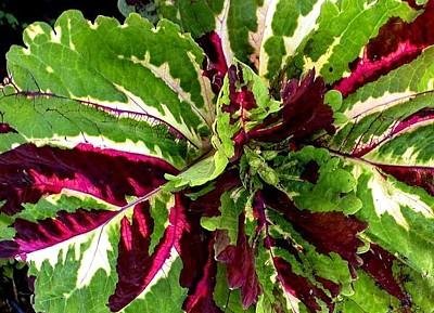 King Kong Coleus