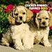 cocker_spaniel14cocker spaniel - Cocker Spaniel Puppies 2010 Mini Wall