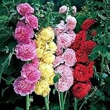 Hollyhock Summer Carnival Mix - 25 Plants - Alcea - B00136YTL6