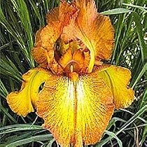 Autumn Echo Classic Reblooming Iris