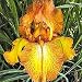 Outdoor Living : Autumn Echo Classic Reblooming Iris