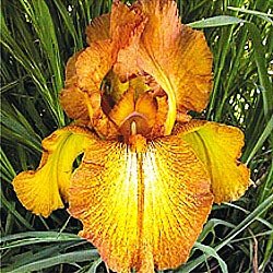 Autumn Echo Classic Reblooming Iris