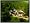 Spore (Mac/PC DVD)