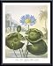 Blue Egyptian Water-Lily, Framed Art Print by Dr. Robert John Thornton