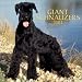 Giant Schnauzers: 2003