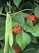 Scarlet Runner Beans, Flowers, and Foliage (Phaseolus Coccineus). Note the Bee Pollinating a Flower Photographic Poster Print by Wally Eberhart, 12x16