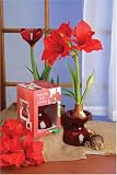 Amaryllis Bulb Garden