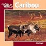 Caribou (Our Wild World)