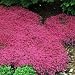 Creeping Thyme - Magic Carpet - 1000 Seeds