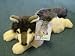 Plush Lying Wolf 14 