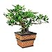Nu-Dell Artificial Bonsai Plant in a Square Seagra