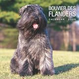 Bouvier Des Flandres 2009 Wall Calendar 12 X 12
