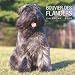 Bouvier Des Flandres 2009 Wall Calendar 12 X 12