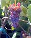 Thomcord Seedless Grape Vine One Gallon Plant