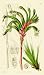 1840 Hand Painted Antique Print of the Mr. Mangles' Anigozanthus - $119